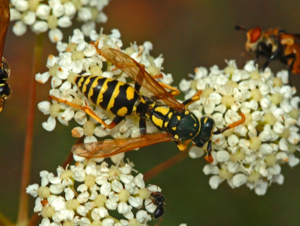 Maschio di Polistes